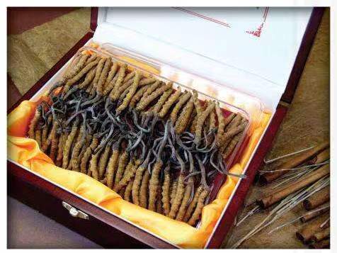 海盐冬虫夏草回收